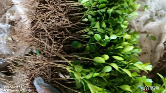 高度12厘米小叶黄杨