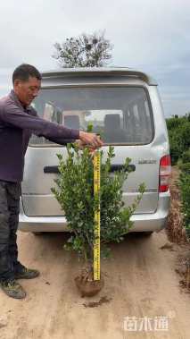 高度100厘米大叶黄杨