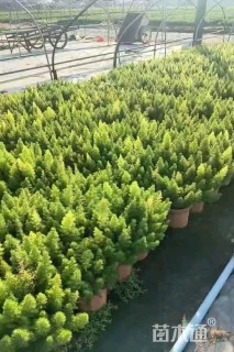 高度42厘米狐尾天门冬