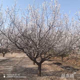 高度450厘米山杏小苗