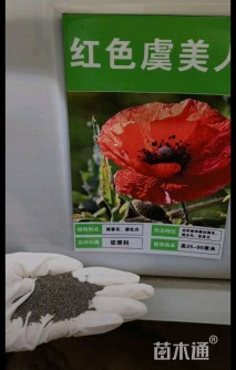 虞美人种子