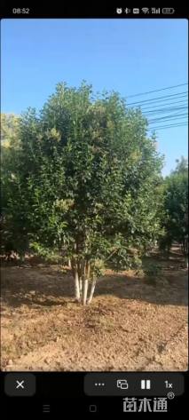 高度500厘米丛生大叶女贞