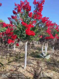 4公分红火箭紫薇