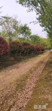 冠幅180厘米红叶石楠球