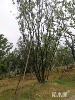 50公分丛生黄连木