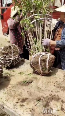 高度490厘米丛生蜡梅