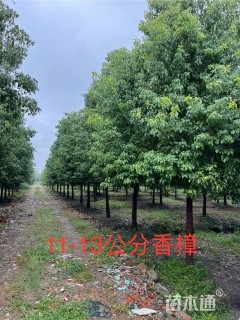 10公分香樟