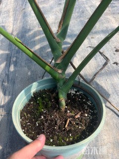 60厘米龟背竹