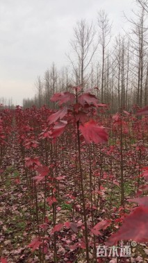 1公分美国红枫-红冠