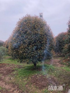 高度500厘米丛生桂花