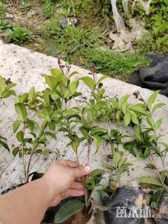 高度25厘米四季桂小苗