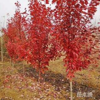 3公分美国红枫-十月光辉