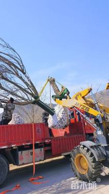 25公分日本早樱