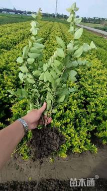 高度45厘米金森女贞