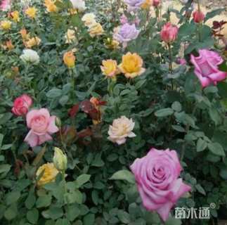 高度30厘米品种月季