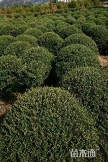 冠幅180厘米龟甲冬青球
