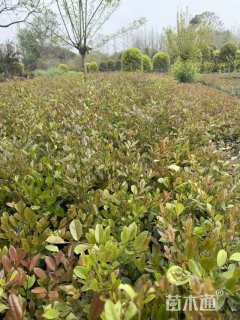 高度40厘米蚊母