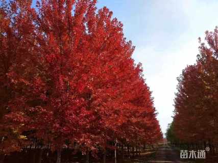 21公分美国红枫