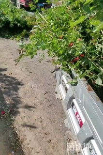 100厘米藤本月季