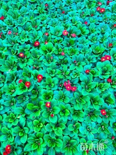 高度12厘米报春花