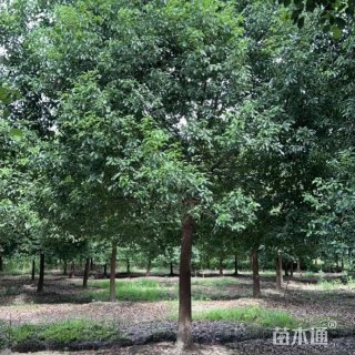 23公分乌桕