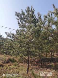 高度600厘米油松