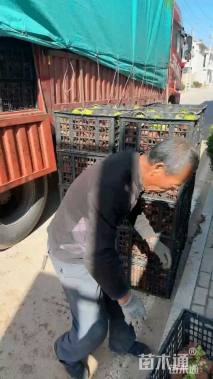 高度20厘米银叶菊