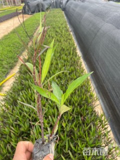 高度25厘米翠芦莉