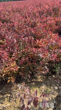 高度80厘米密枝红叶李