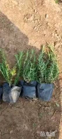 高度15厘米丛生福禄考