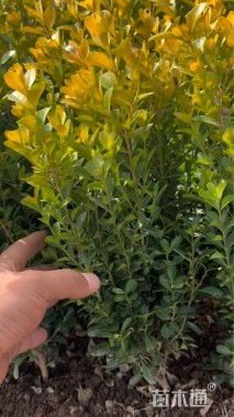 高度40厘米小叶黄杨