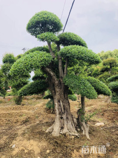 对节白蜡