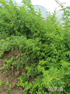高度60厘米蔷薇