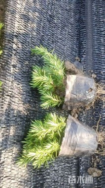 高度15厘米丛生福禄考