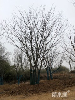 90公分(5杆)丛生朴树