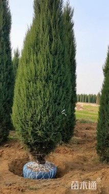 高度550厘米北京桧