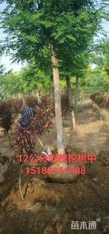 9公分刺槐