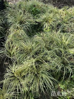 高度20厘米金叶苔草