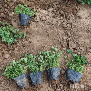 高度17厘米白花三叶草