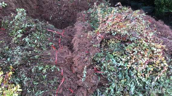 高度60厘米红瑞木