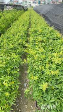 20厘米爬山虎