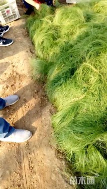 高度10厘米墨西哥羽毛草