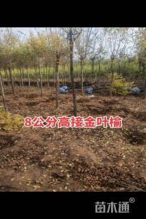 8公分金叶榆