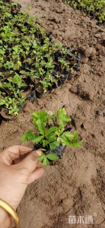高度10厘米三叶委陵菜