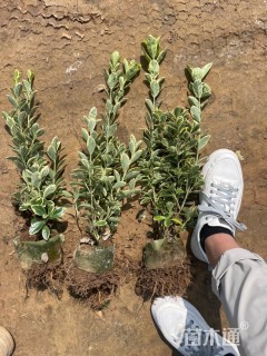 高度40厘米金边黄杨