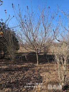 12公分日本晚樱