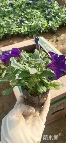 高度15厘米矮牵牛