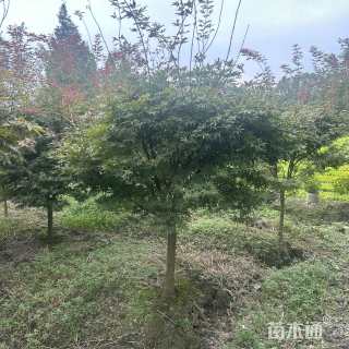 10公分日本红枫