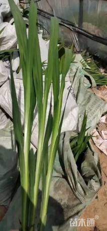 高度15厘米火星花