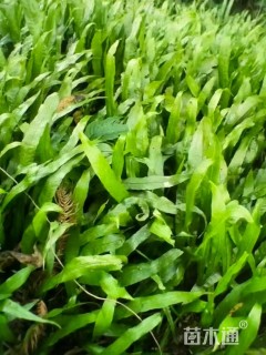 高度35厘米蓝星蕨